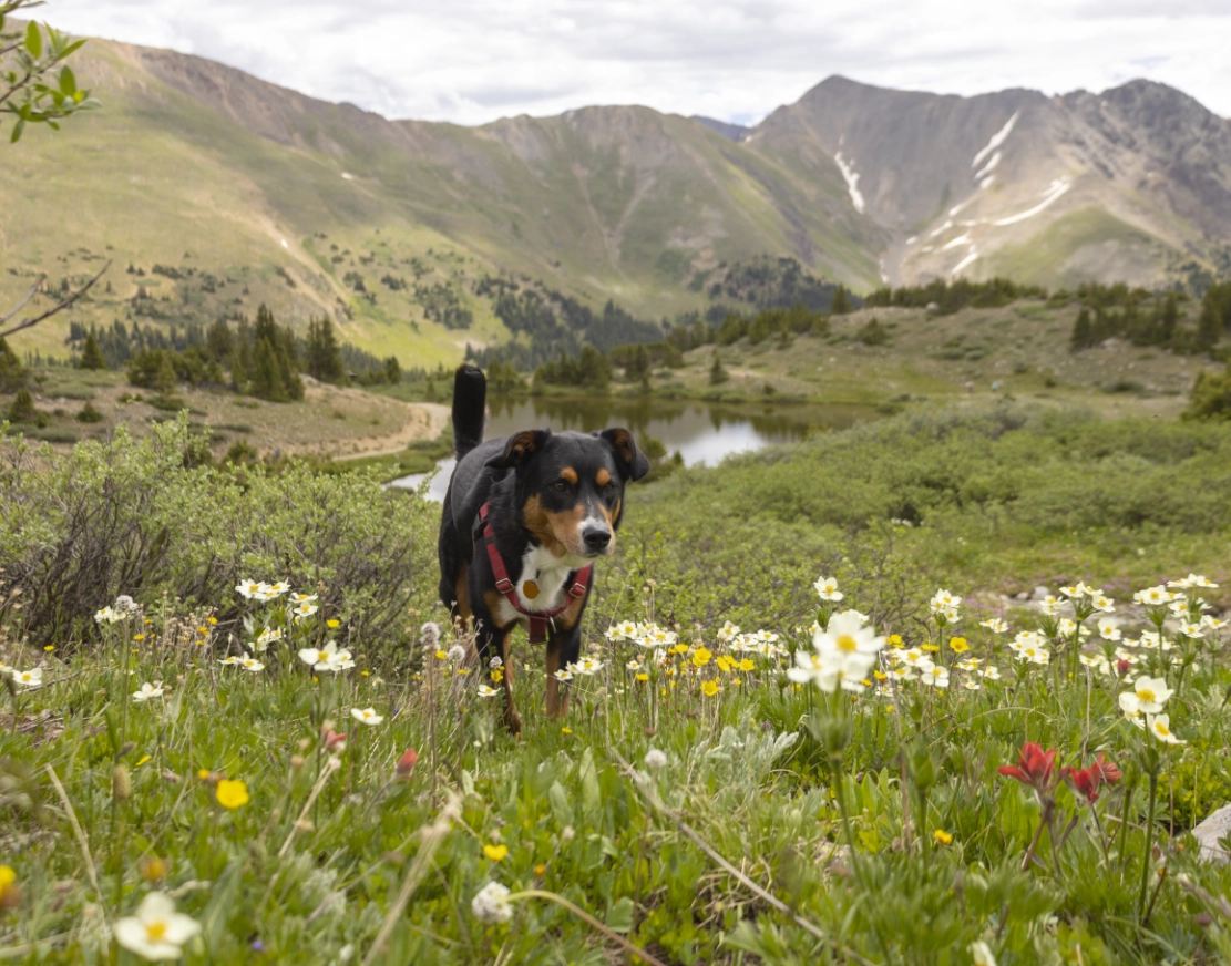 dog enjoying the outdoors