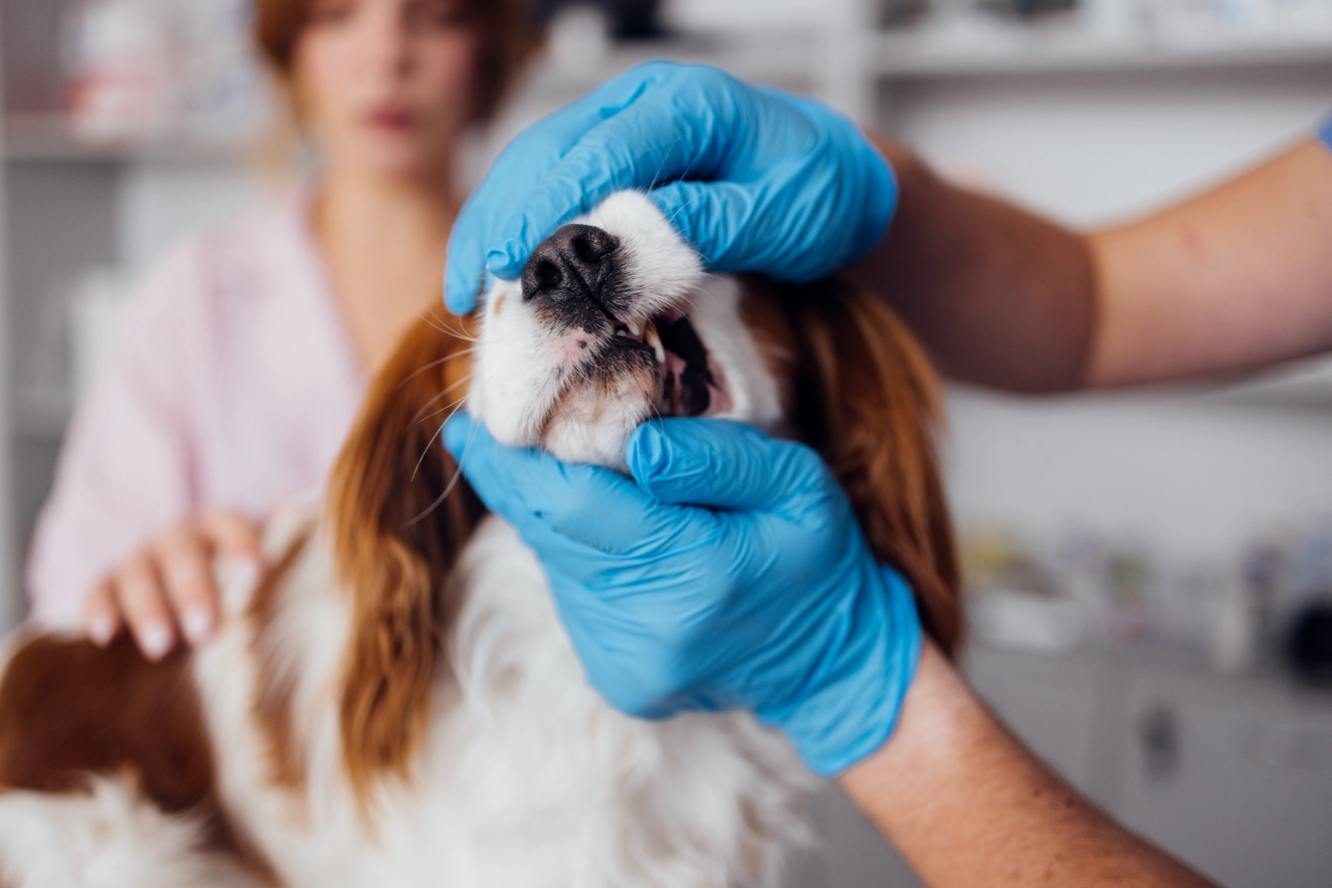 vet inspecting dog teeth